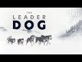 The Leader Dog - Inside one of the hardest sled dogs' race [VR/360]