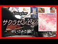 Afterglow_サクラゼンセン_叩いてみた【足元映像有り】