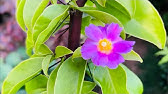 Apresento-lhes a Ora-Pro-Nóbis da Flor Rosa (Pereskia grandifolia) e  Bertalha Roxa (Basella rubra) - thptnganamst.edu.vn