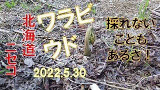 【山菜採り】2022.5.30　北海道ニセコアンヌプリ山麓　ウドはのびのび　ワラビはまだまだ　第5回目も不発の山歩き