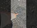 Jellyfish on the grey beach. #beautyseashell #beach #nature #shorts