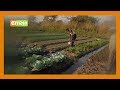 | SMART FARM | Focus on Zana Farm in Makueni County