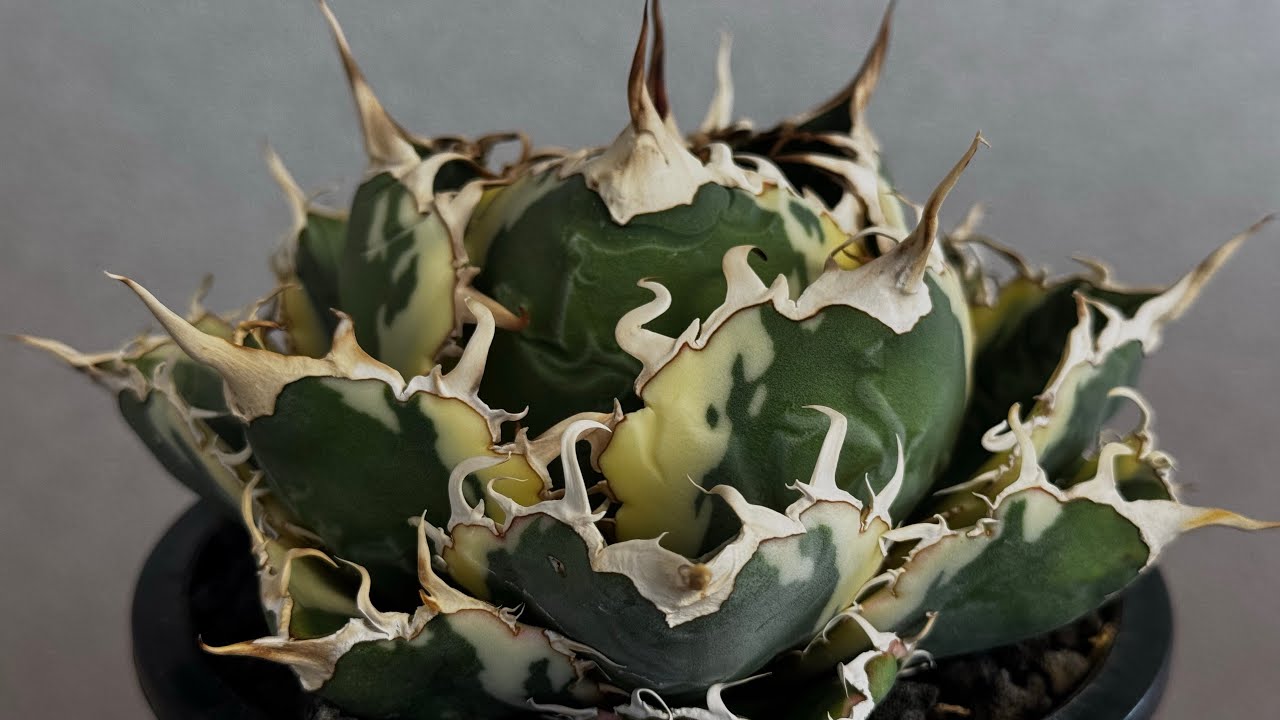 20260705 アガベ・チタノタ白鯨（覆輪）中-013｜agave titanota white