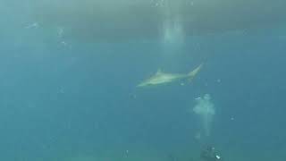 Reef Sharks 3