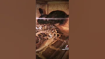 кролик змея питон обед змеии