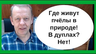 Бортничество, естественное пчеловодство. Жилище для пчёл - скалы, норы, ветки, дома, минимум дупла