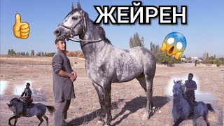 охоо ЖЭЙРЕН Сатылып кетти