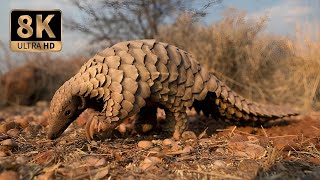 Why Pangolins Are the Ultimate Ambush Hunters | Discover HD