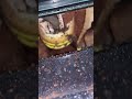 Dirty krups