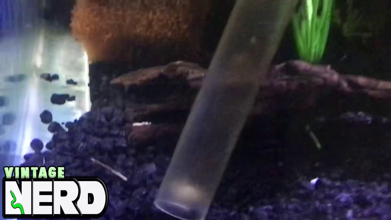 vlogs in spanish Pulling Piranha From the NEST!