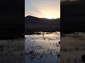 Beautiful black necked crane in Hanle #ladakh #hanle #crane #blackneckcrane #sunset