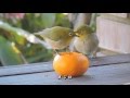 庭にやって来る野鳥