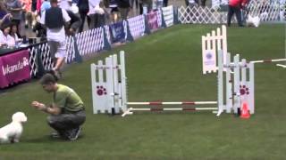 2012 AKC Agility Invitational Raw Footage