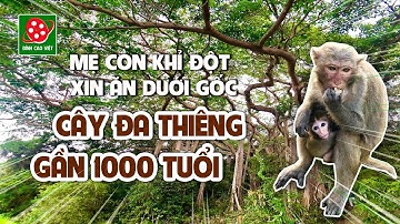 Mẹ con KHỈ ĐỘT XIN ĂN ở CÂY ĐA THIÊNG 800 TUỔI thuộc bán đảo Sơn Trà - Đà Nẵng @Dinhchannel01