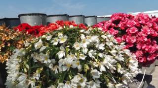 Beekenkamp Flower Trials 2016