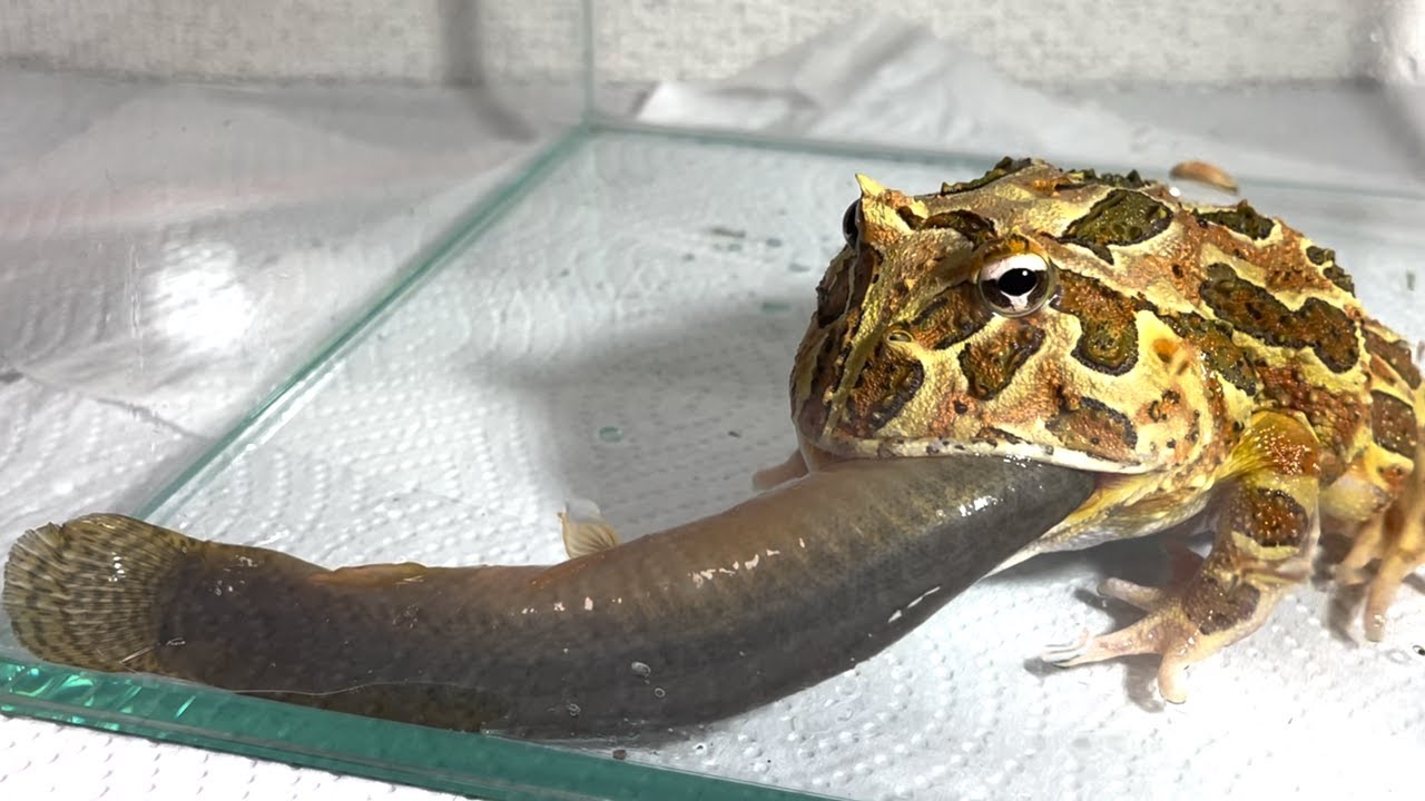 Is this okay？/Fish-eating Pacman frog【WARNING LIVE FEEDING