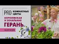 Пеларгонии королевская и зональная - в чем различия | Герань - такая разная и прекрасная