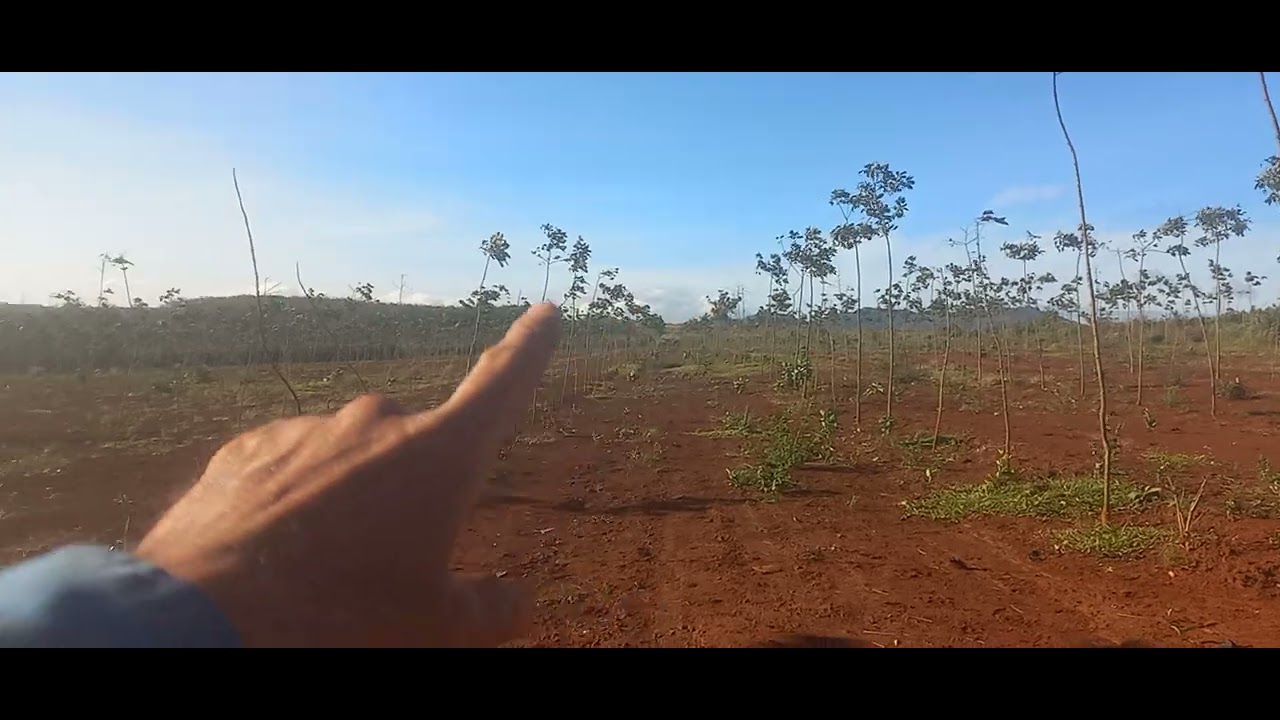 22 ,61.524,4m2 (61,524,4ha .) Đất đỏ bazan loại 1