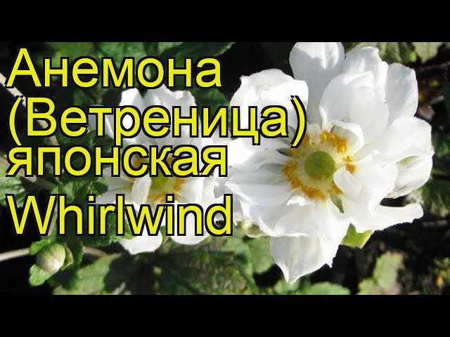 Анемона Вирлвинд: описание сорта, характеристики, особенности посадки и выращивания, отзывы - полезная информация для садоводов