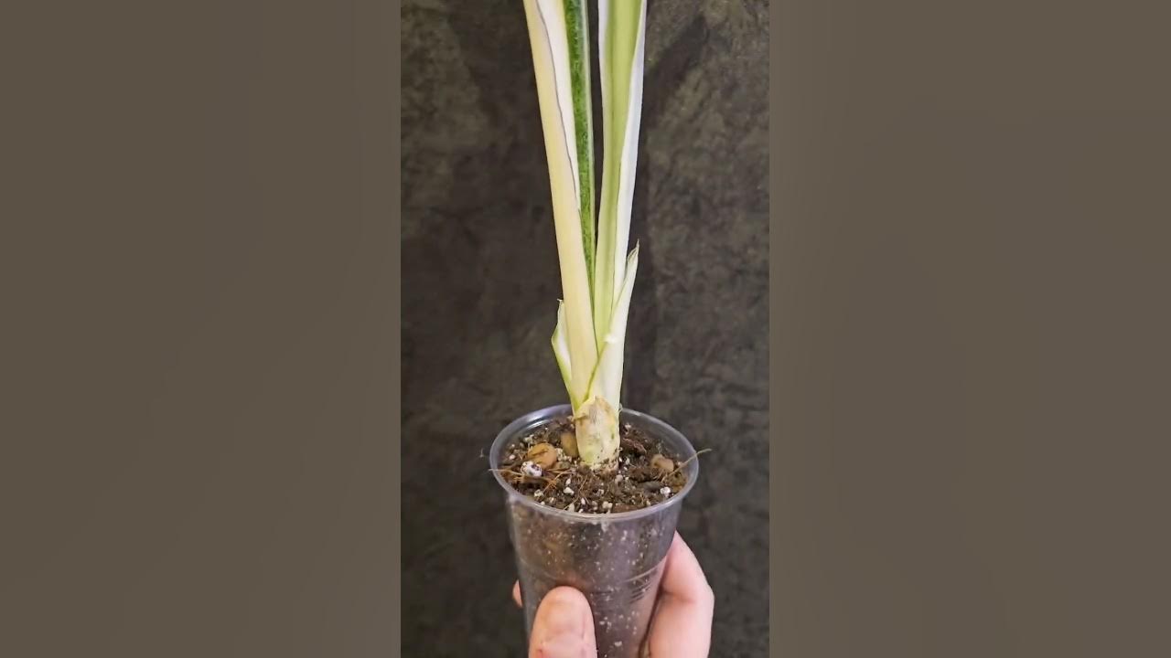 Сансевиерия Бьюти Квин, Beauty queen - YouTube