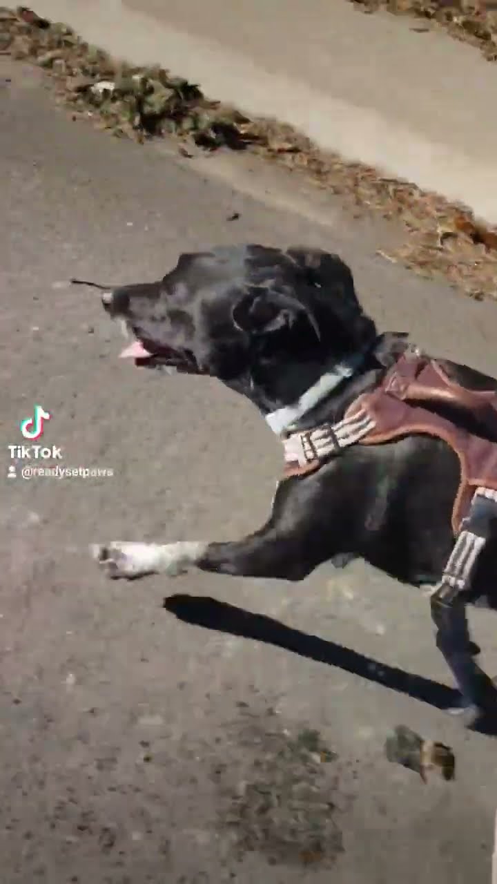 Everyday s Vacation When Dog Is Your Occupation Cute Dog TikTok Song Everyday s Vacation When Dog Is Your Occupation Cute Dog TikTok Song