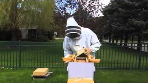 Warre Hive Colony Installation