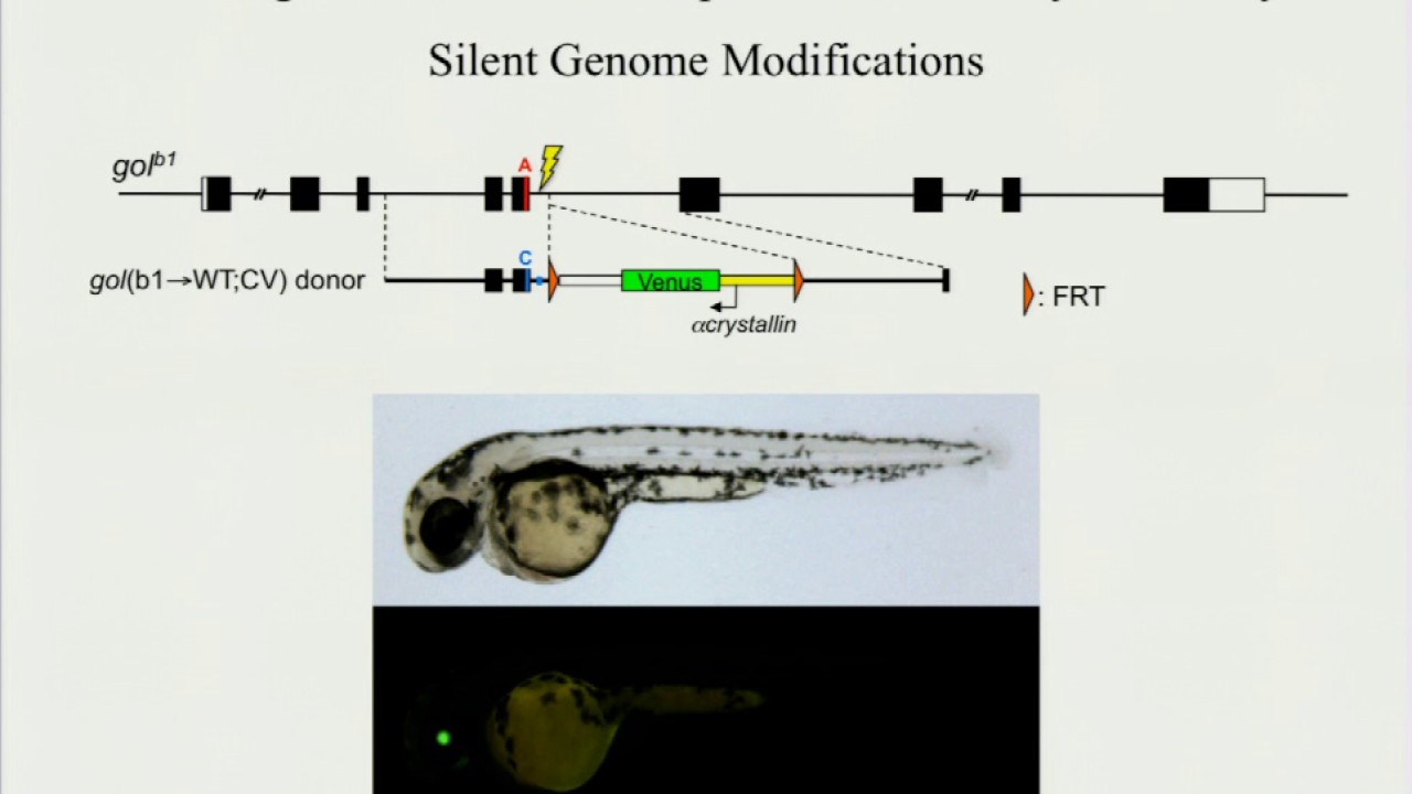 K Hoshijima: Precise editing of the zebrafish genome by homologous ...