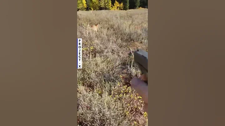 Hunter was Stalked by a Mountain Lion, But his Glock 27 Quickly Turn Things Around