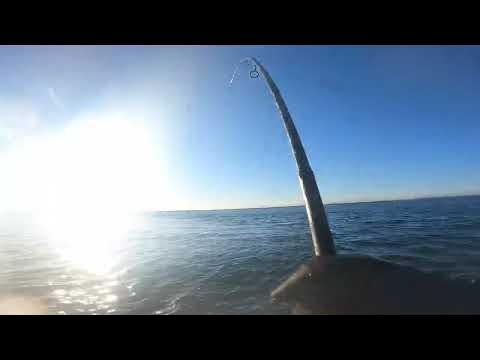 Chasing back bay Bluefish | Long Island fishing - YouTube