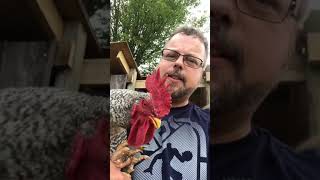 Our Plymouth Barred Rock Rooster
