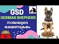 Dog Food Malayalam : German Shepherd Diet : Part 1