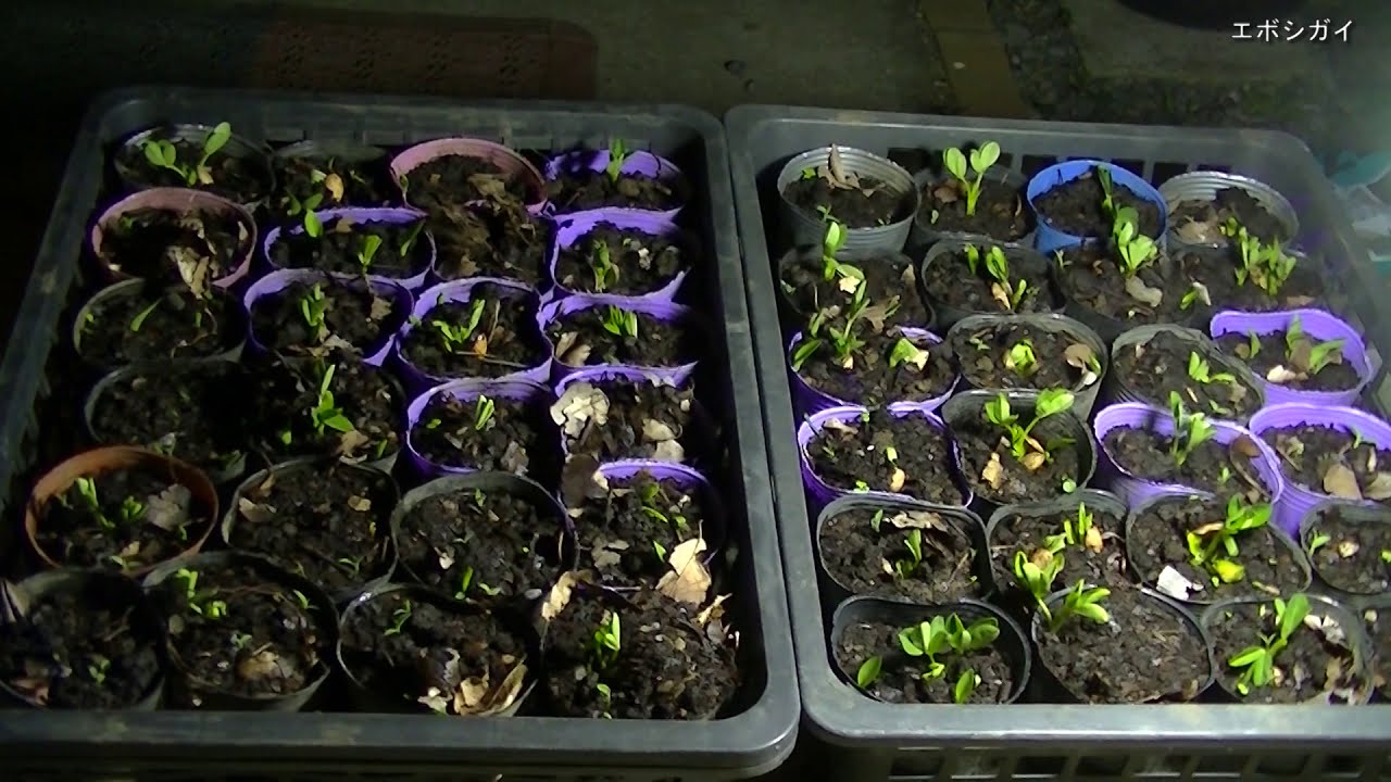 コロナの時間を有効利用して今だからできる半年後の夢 今がチャンス 土嚢袋栽培2 1 落花生