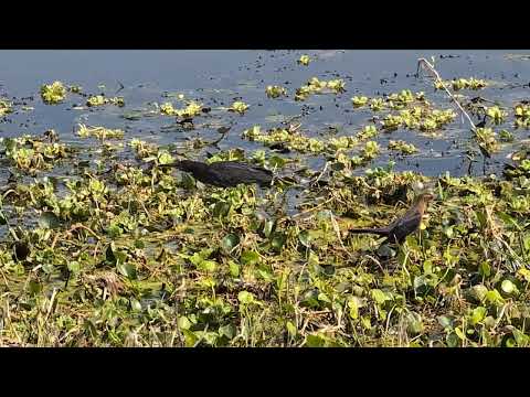 Green Heron has Burgundy Neck & Stalks Marsh on Yellow Legs by Female Boat Tailed Grackle