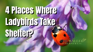 Ladybird Shelter: Where’s Best to Place Shelters?