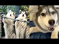 Wholesome huskies ep8 i funny and cute huskies