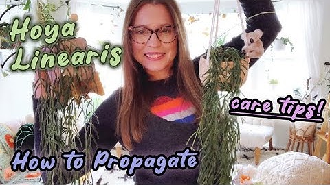 Hoya Linearis | Care Tips | How to Propagate | New planty things from the thrift