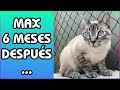 Actualización de Max *6 Meses Juntos* - SiamCatChannel