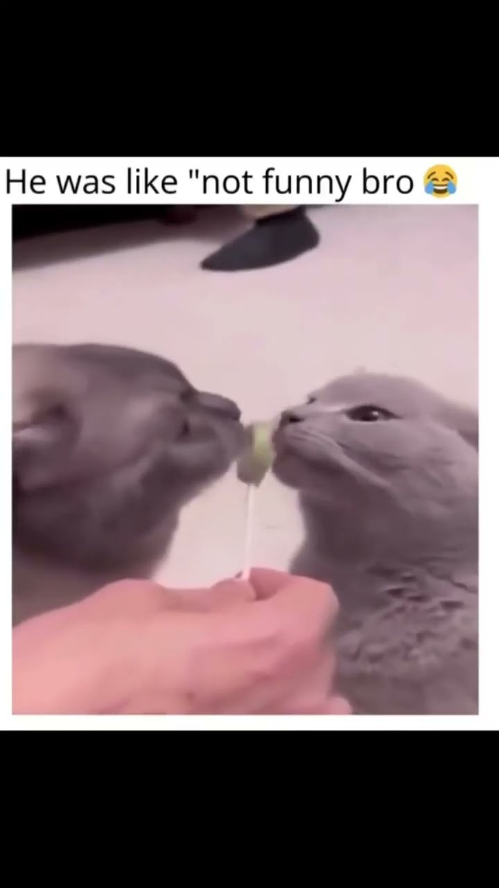 Kittyo was like this is not amusing I a. Hurt