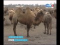 В Астраханской области увеличится количество племенных верблюдов