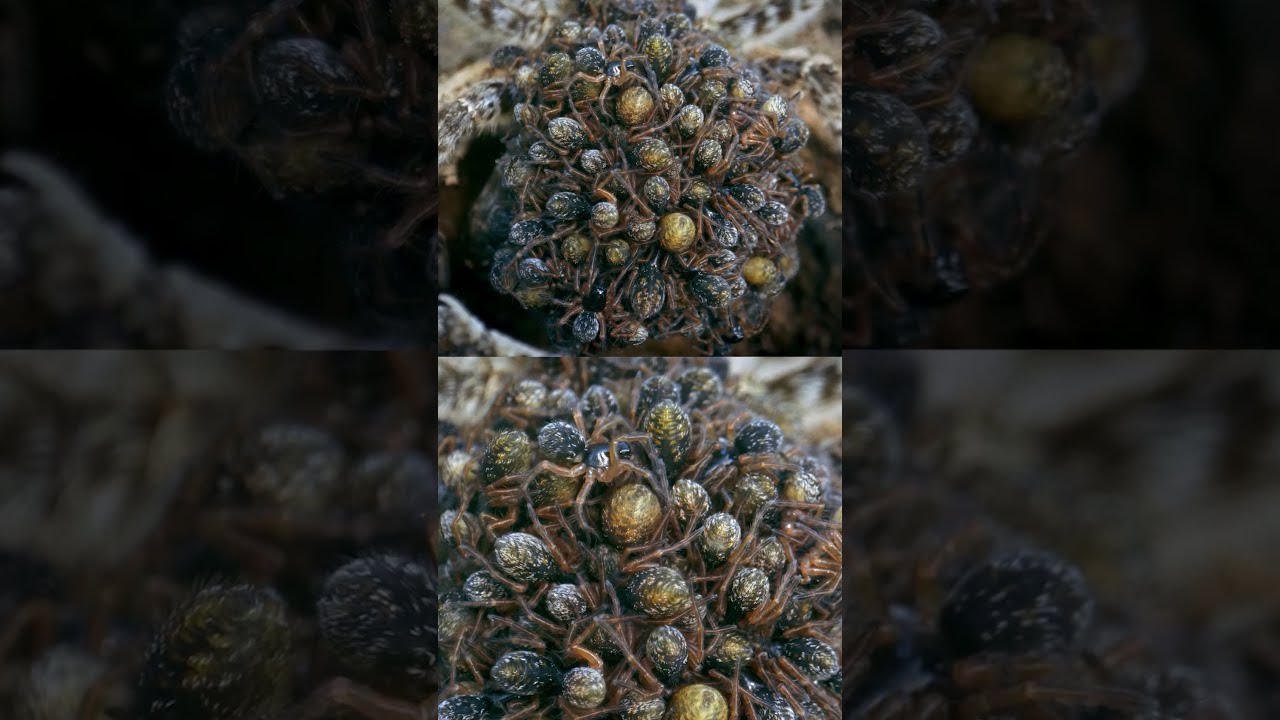 Wolf Spider Mothers Carry Their Eggs 