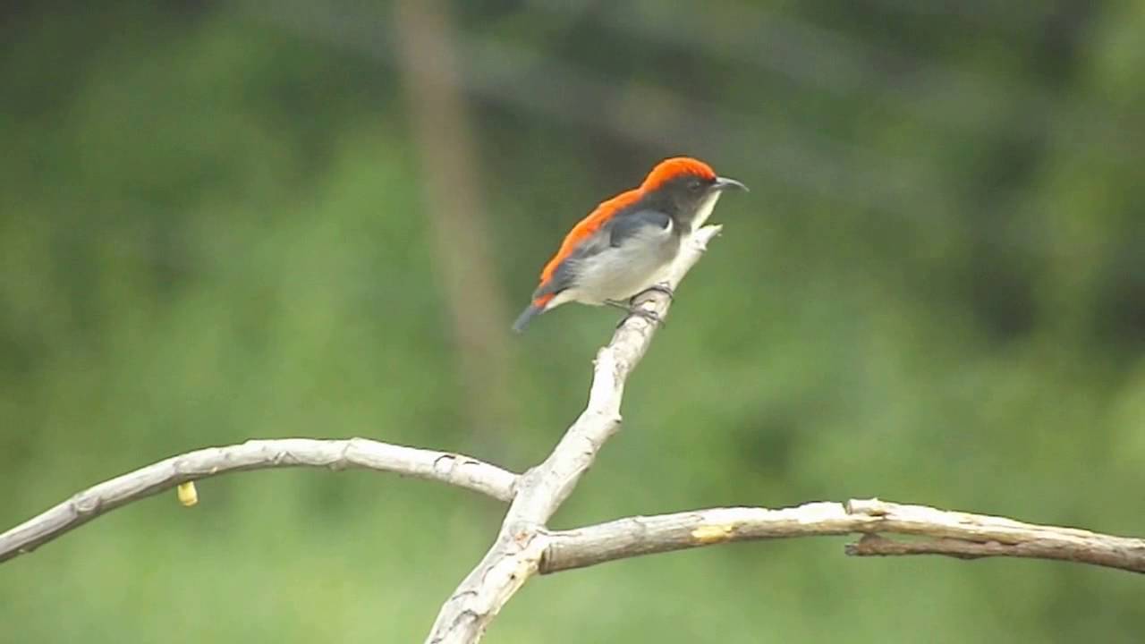 Scarlet backed Flowerpecker and it's different sounds 