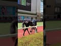 福島競馬場にてレイデラルースくん #競馬  #競馬予想   #こしゃまる  #shorts