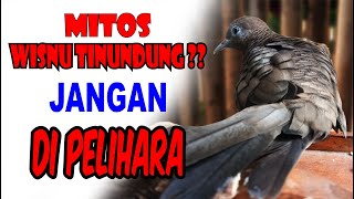 Download Lagu Perkutut Katuranggan Wisnu Tinundung-Kalam Wadi MP3