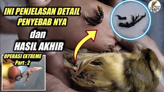 Mengobati KAKI PATAH TULANG pada BURUNG KENARI || Penangananya dan Penjelasan Detail nya.