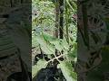 Manfaat melakukan pruning daun tua pada tanaman tomat dan cabe#pruning#tanamantomat#cabairawit