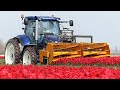 The story of the tulips  planting to harvest  one year at maliepaard bloembollen