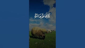 تلاوة الشيخ سعد الغامدي #quran #اكسبلور #التوبة #دويتو #يوتيوب #duet #اليوم #لايك #قران_كريم