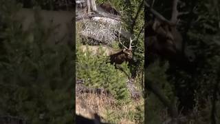 Wyoming Bull Elk #elk #bornandraisedoutdoors #thehuntingpublic #hunting