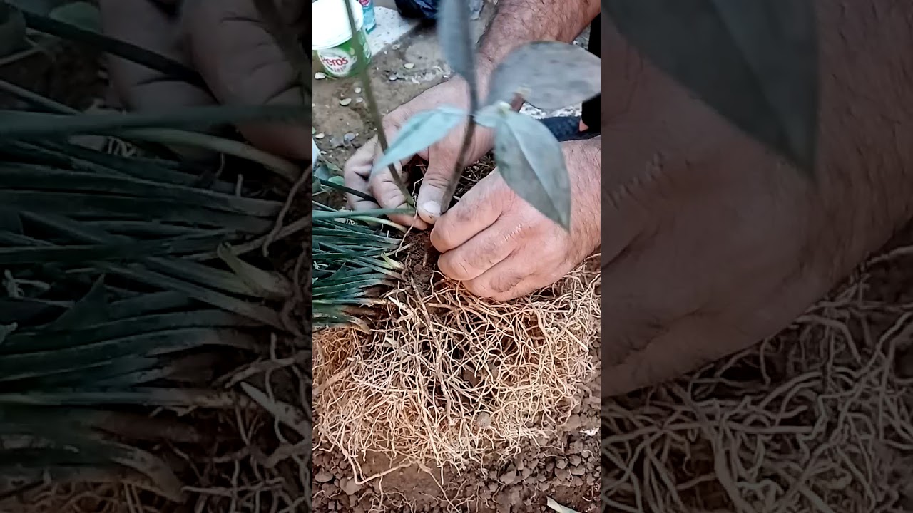 نقل وتفريد النباتات أو نبته الصالون