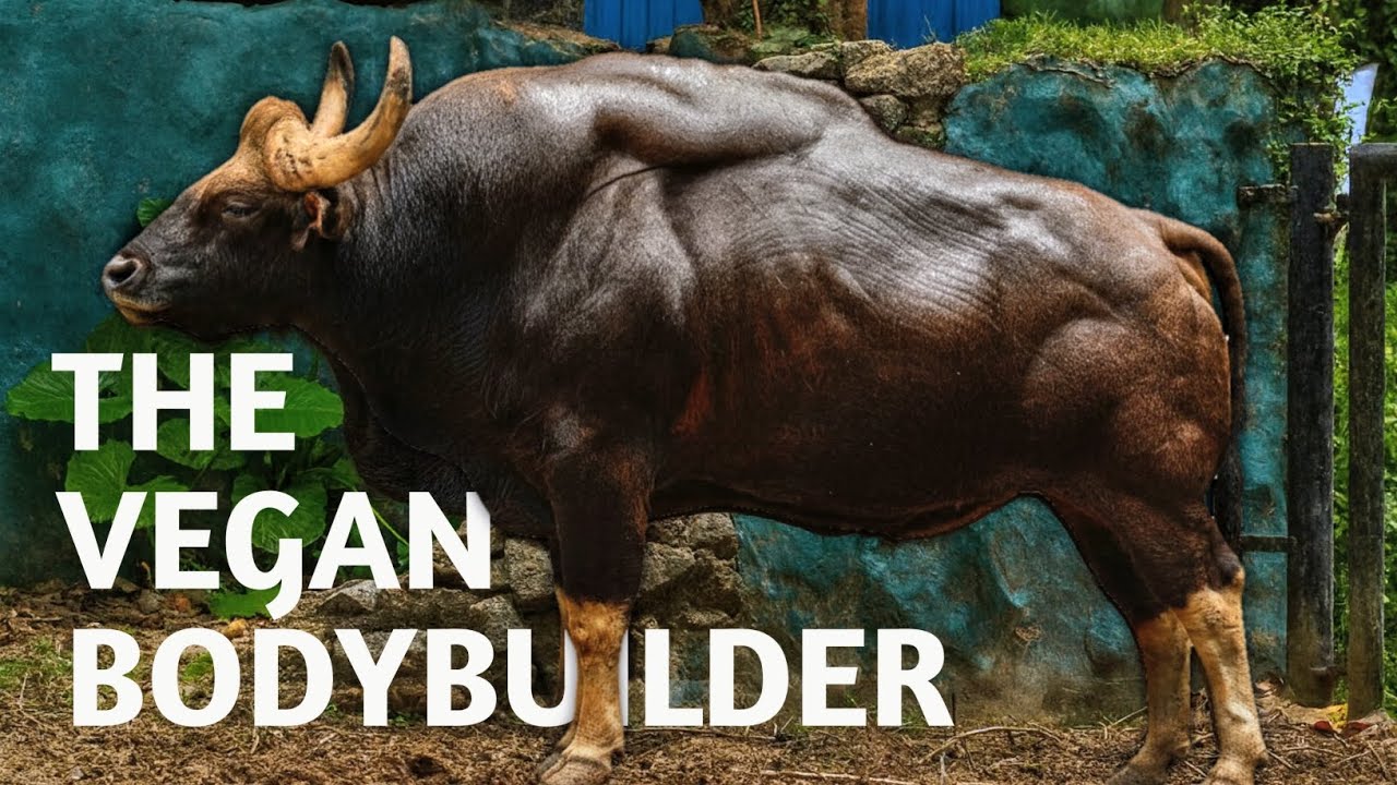 Indian Gaur: The Vegan Bodybuilder of the Wild